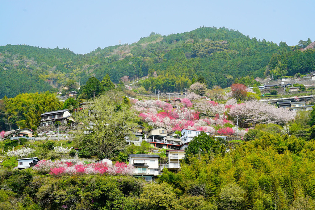 高知県寺村の『花の里公園』 