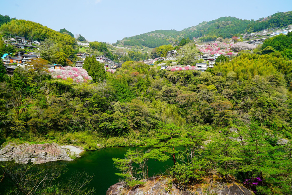 高知県寺村の『花の里公園』 