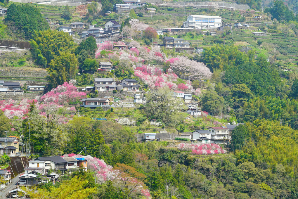 高知県寺村の『花の里公園』  
