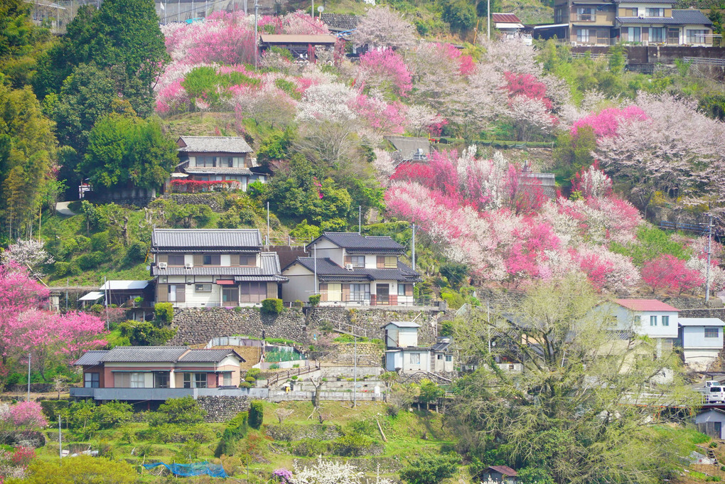 高知県寺村の『花の里公園』  