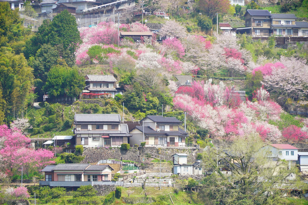 高知県寺村の『花の里公園』  