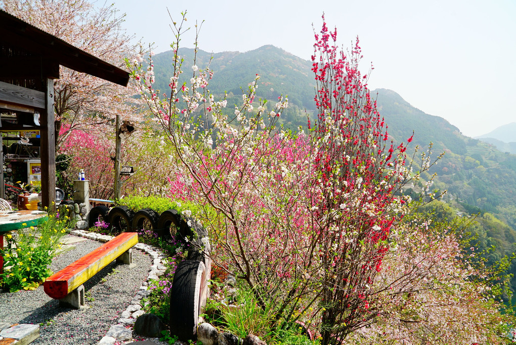 高知県寺村の『花の里公園』 地元の手作りB級感がいいです♪