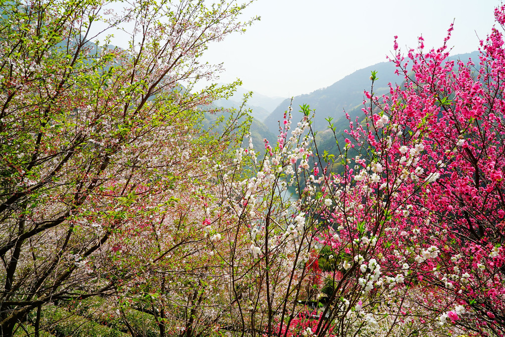 高知県寺村の『花の里公園』 地元の手作りB級感がいいです♪ 