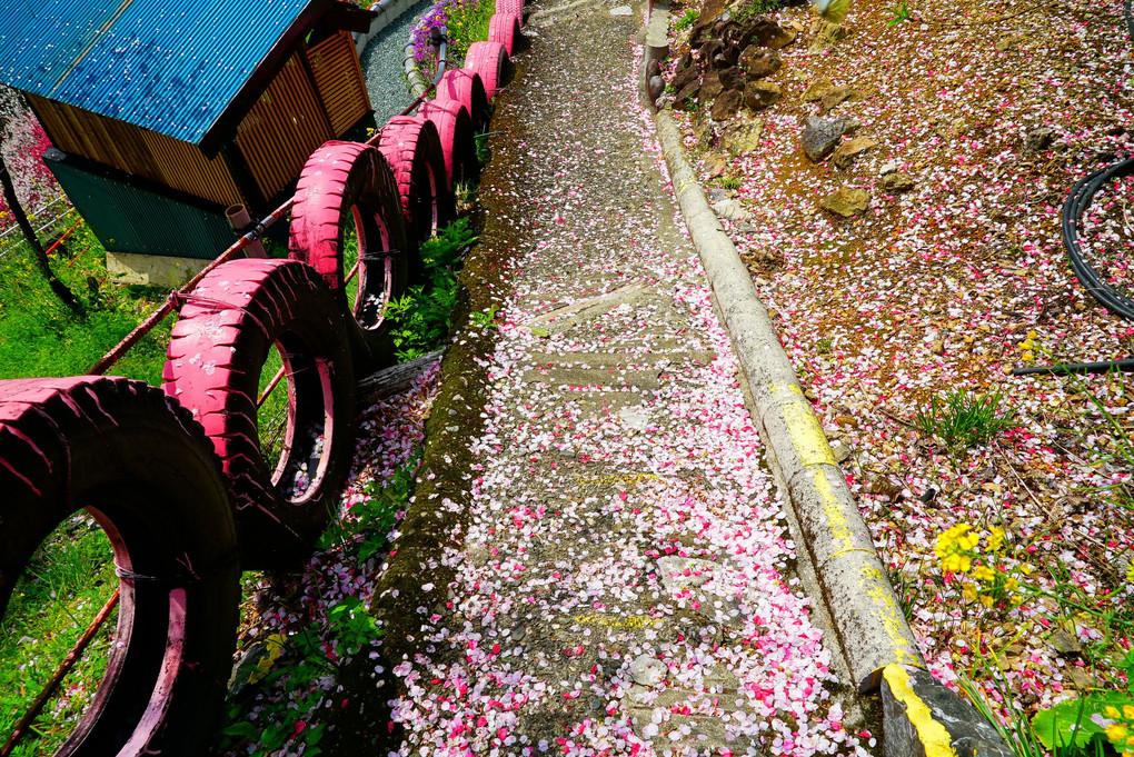 高知県寺村の『花の里公園』 地元の手作りB級感がいいです♪