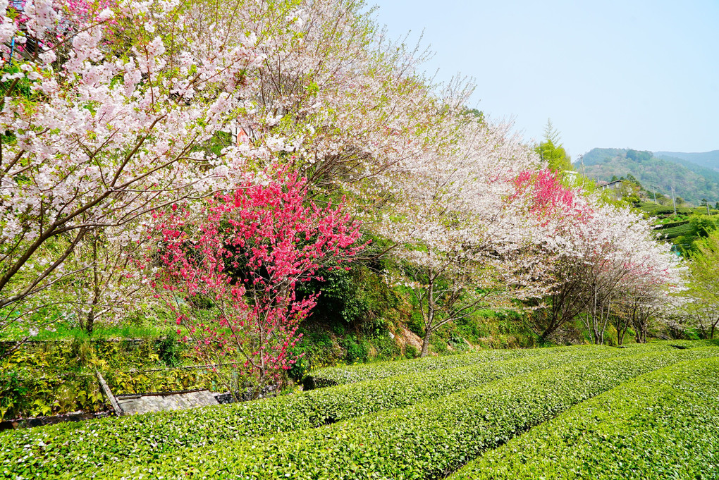 高知県寺村の『花の里公園』 地元の手作りB級感がいいです♪ 