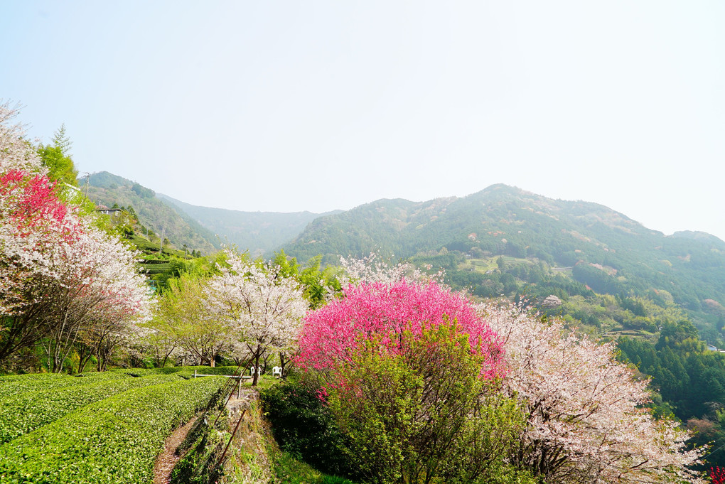 高知県寺村の『花の里公園』 地元の手作りB級感がいいです♪ 