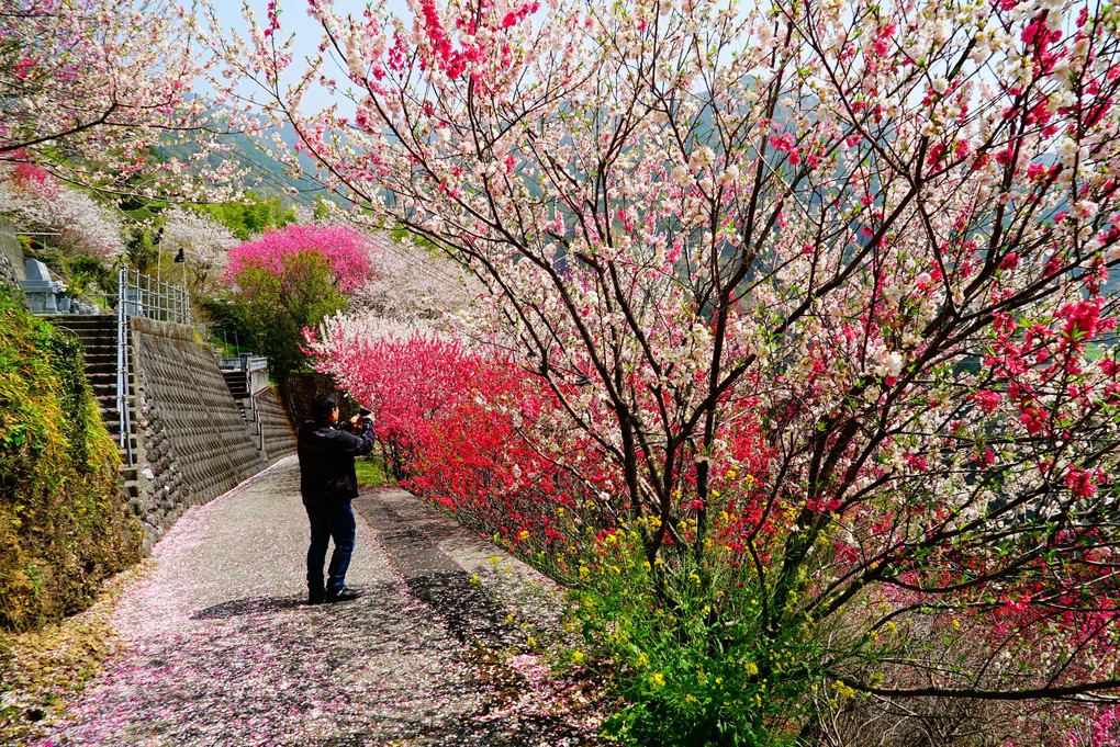 高知県寺村の『花の里公園』 地元の手作りB級感がいいです♪ アルバトロスのマスターと