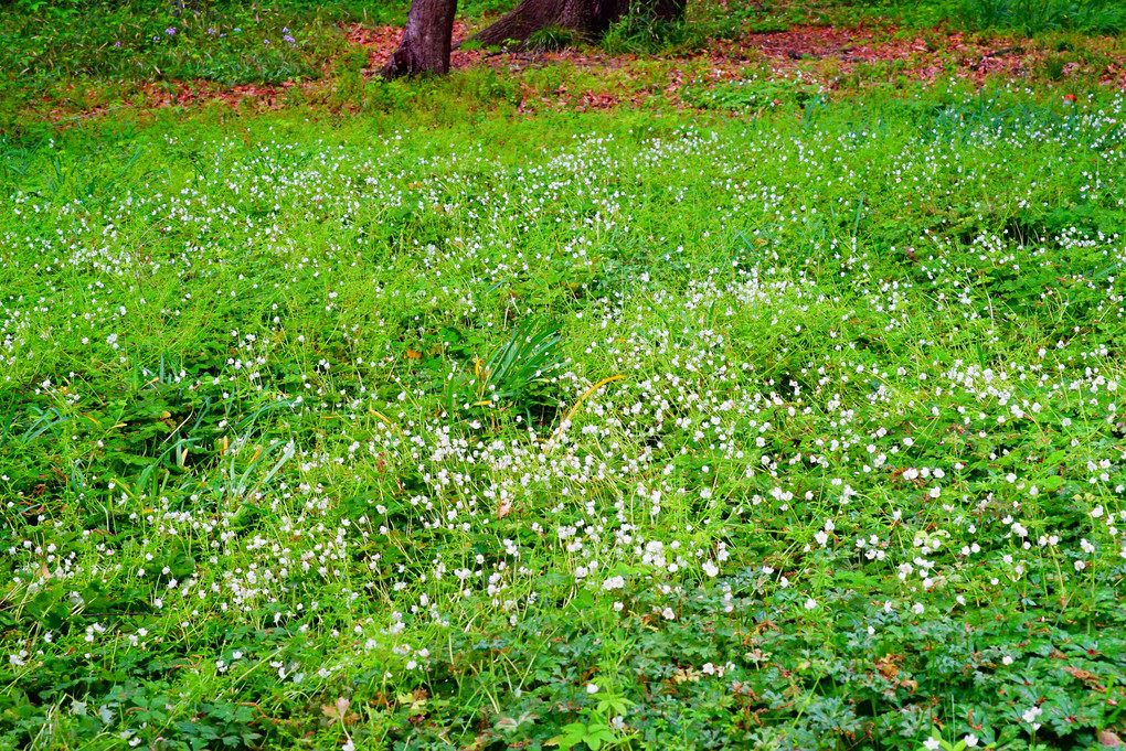 4月17日（土）城山公園　二輪草