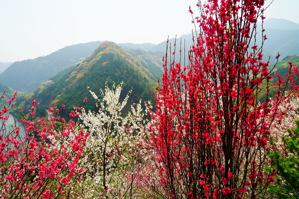 高知県寺村の『花の里公園』 地元の手作りB級感がいいです♪ 