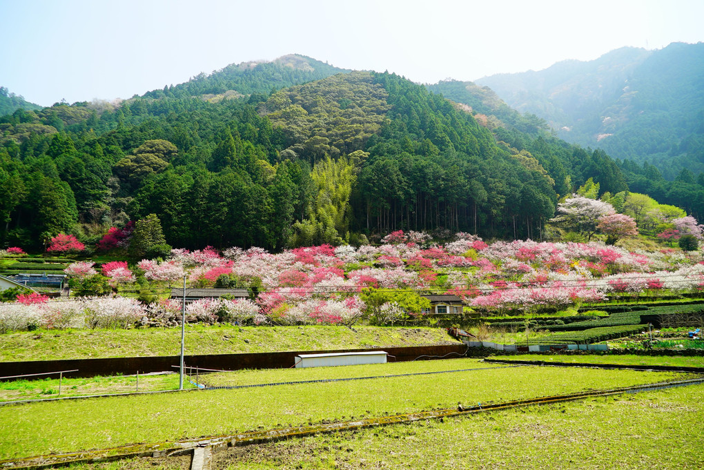 高知県久喜の『花桃の郷』  