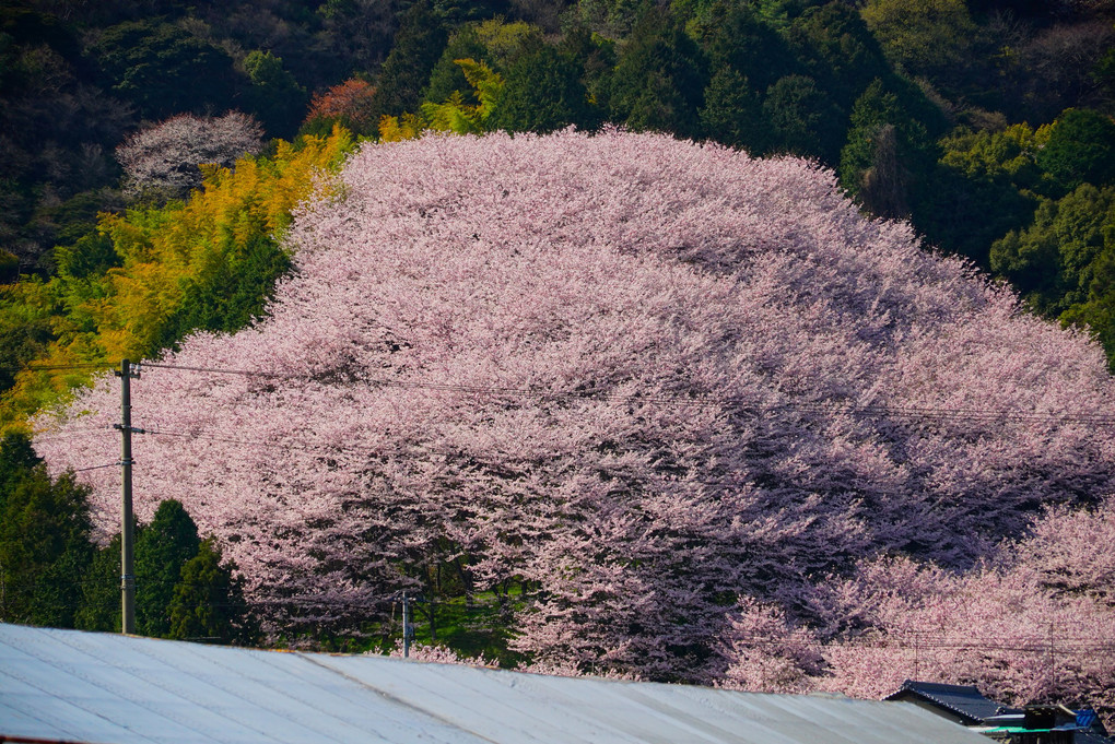 丹原町高松林　熊野神社　塊桜