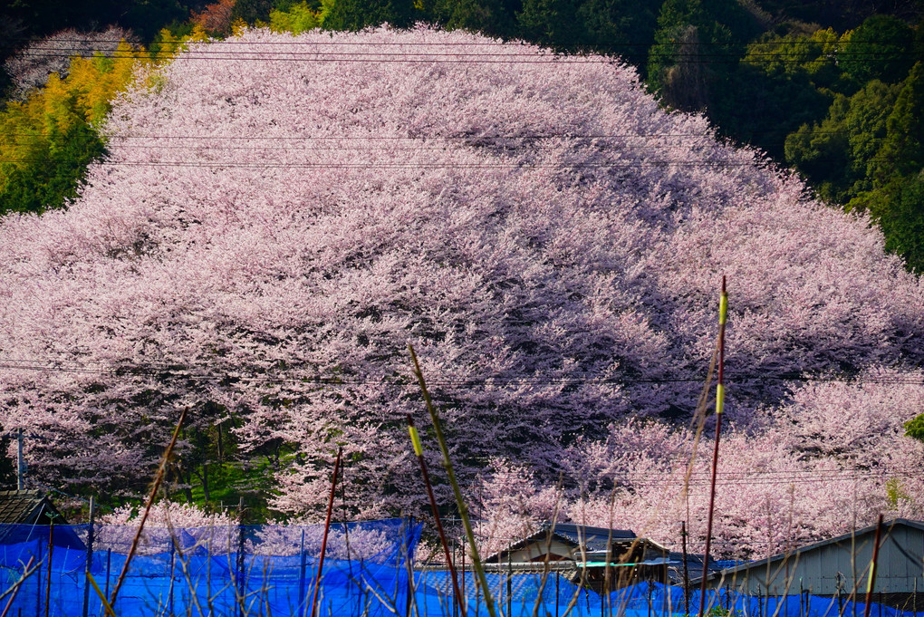 丹原町高松林　熊野神社　塊桜