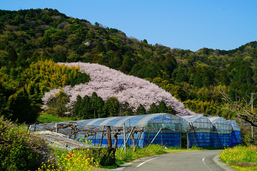 丹原町高松林　熊野神社の❤️ハート桜