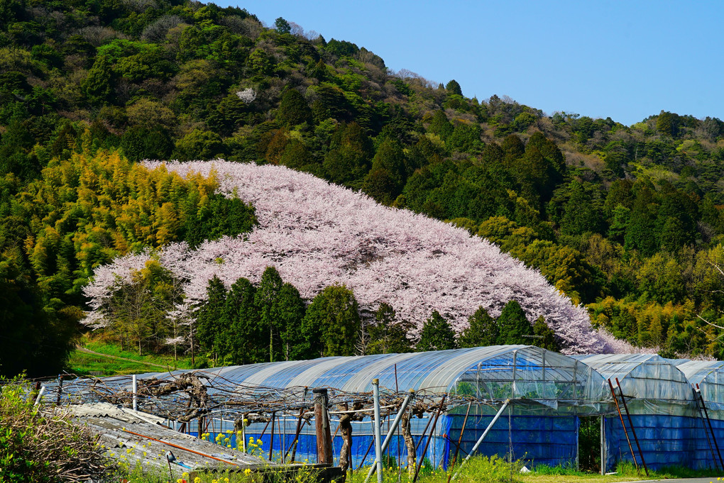 丹原町高松林　熊野神社の❤️ハート桜