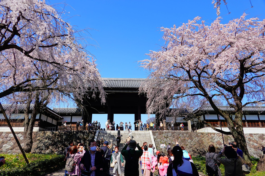 東郷寺　　聖将山 山門と枝垂れ桜