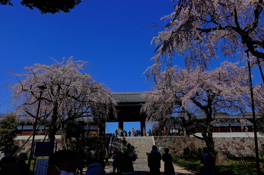 東郷寺　　聖将山 山門と枝垂れ桜
