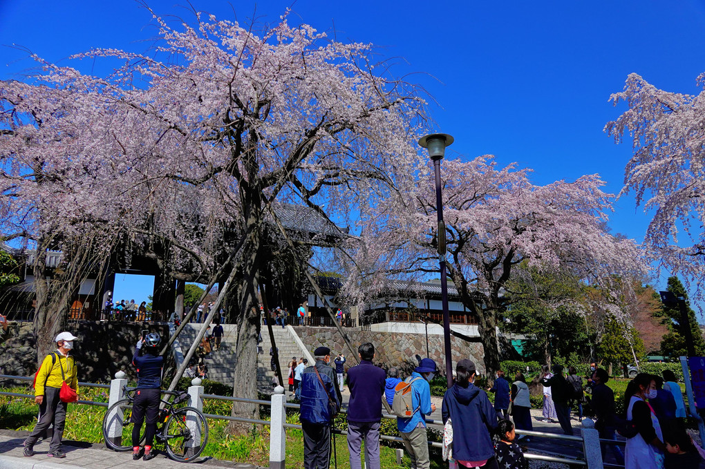 東郷寺　　聖将山 山門と枝垂れ桜