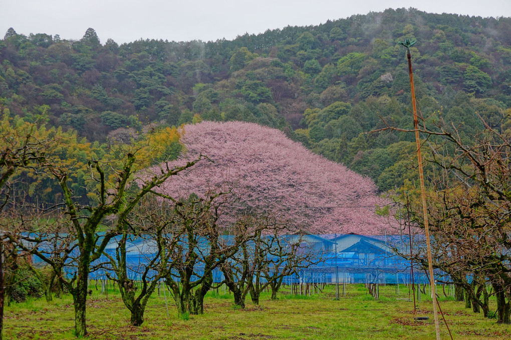 丹原町高松　林地区の熊野神社の『ハート桜』