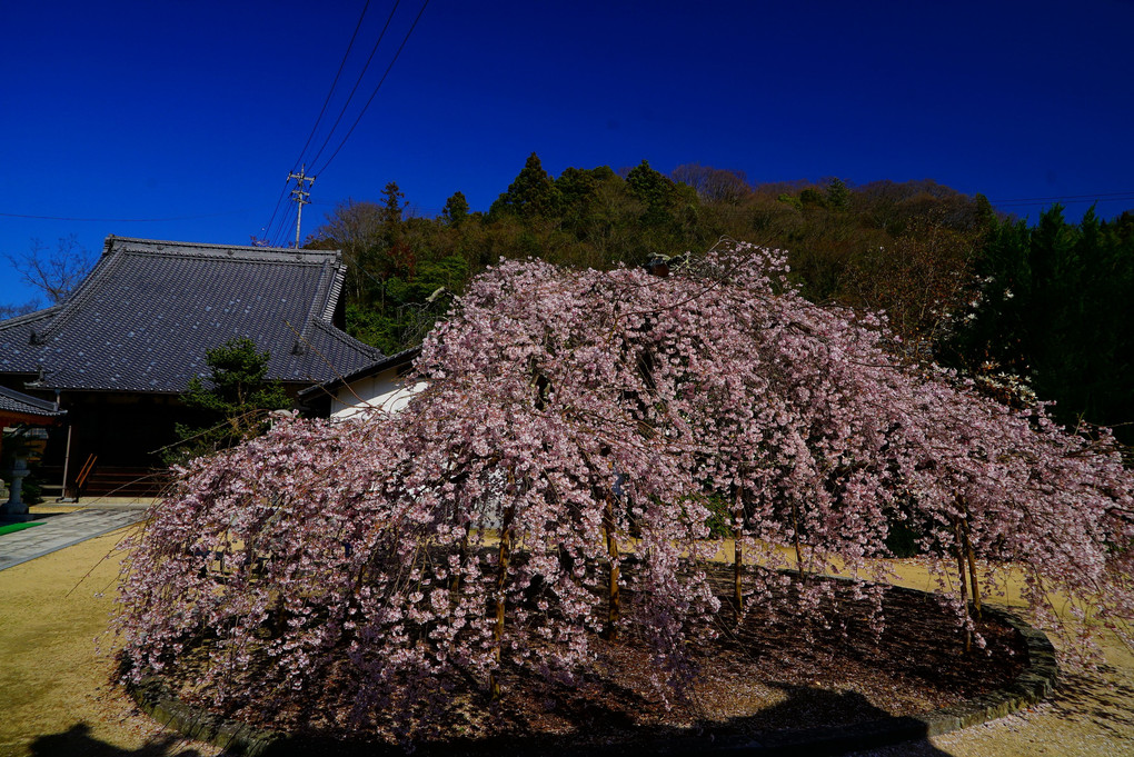 教善寺の枝垂れ桜