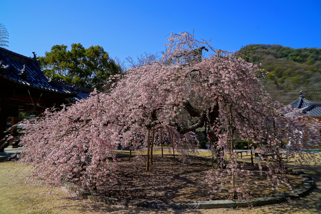 教善寺の枝垂れ桜 