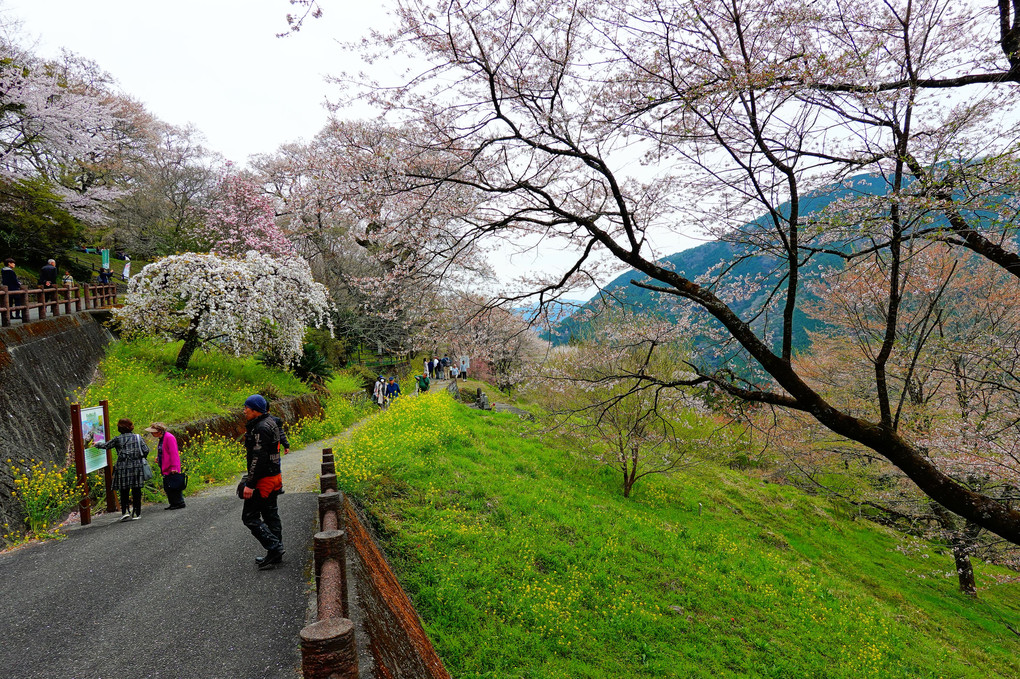 天然記念物　大藪の彼岸桜　ひょうたん桜