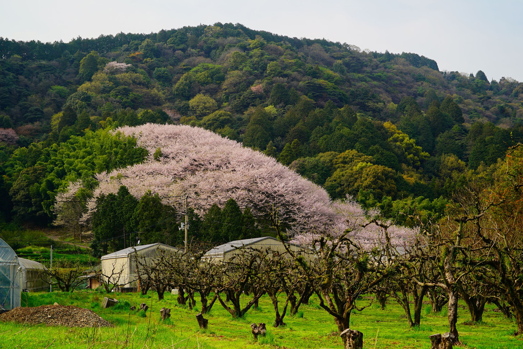 丹原町高松　林地区の熊野神社の『ハート桜』