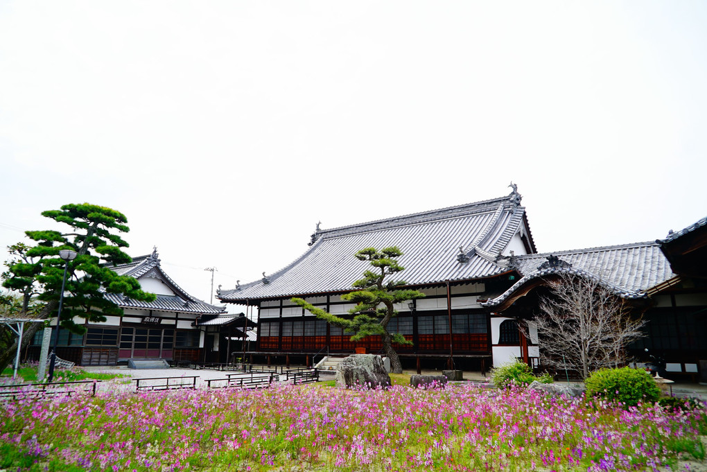 長福寺の金魚草
