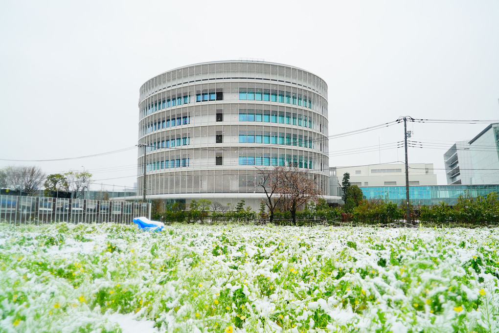 大雪警報