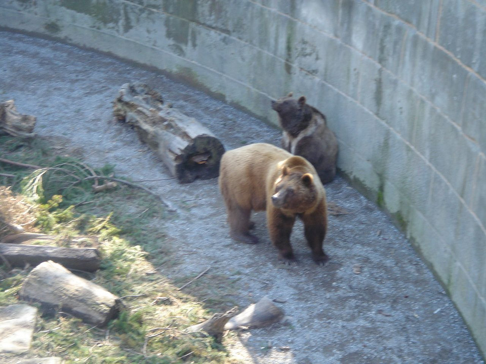 2006年4月7日　スイス　ベルン 熊公園