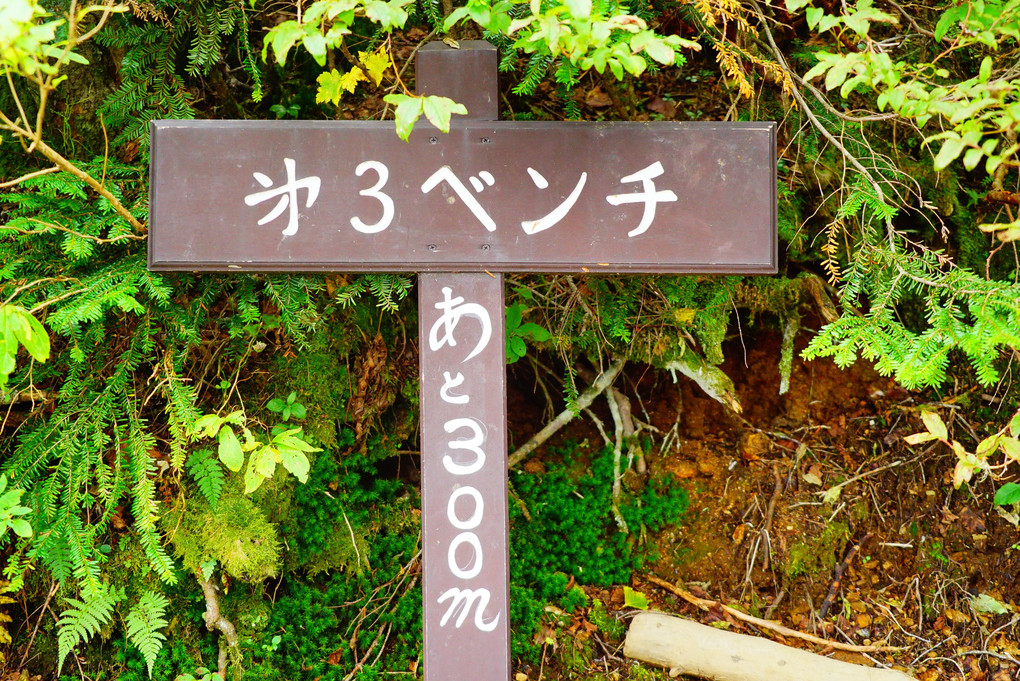 日本百名山　常念岳　一ノ沢登山道コース　下り