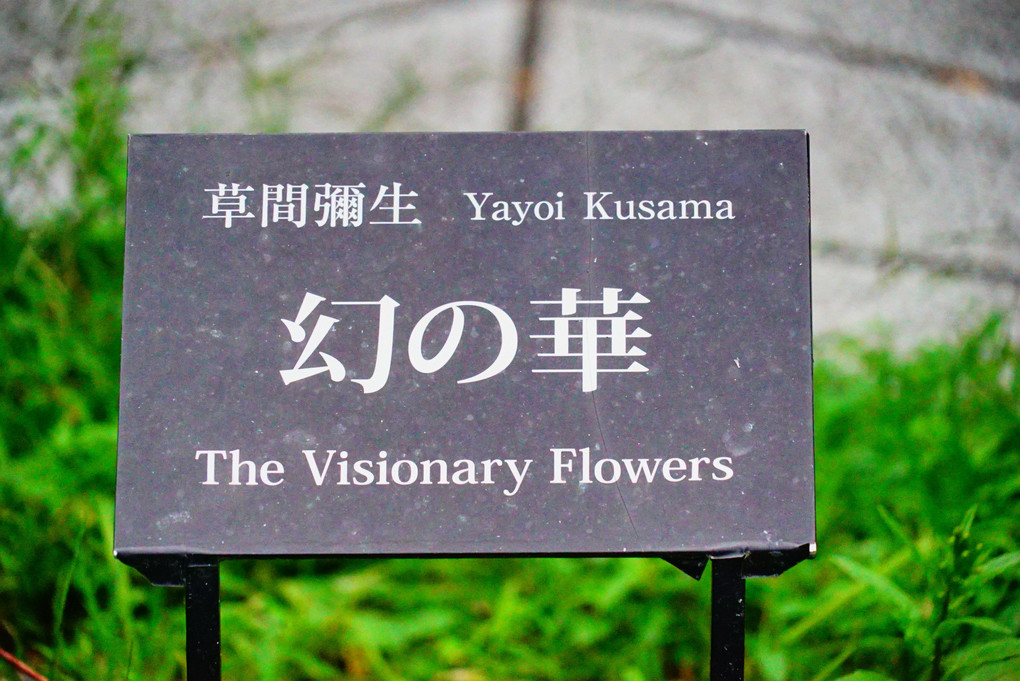 松本市美術館　草間弥生「幻の華」The Visionary Flowers