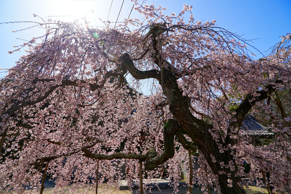 教善寺の枝垂れ桜