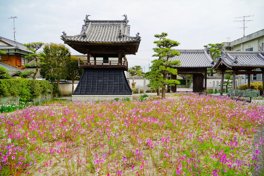 長福寺の金魚草