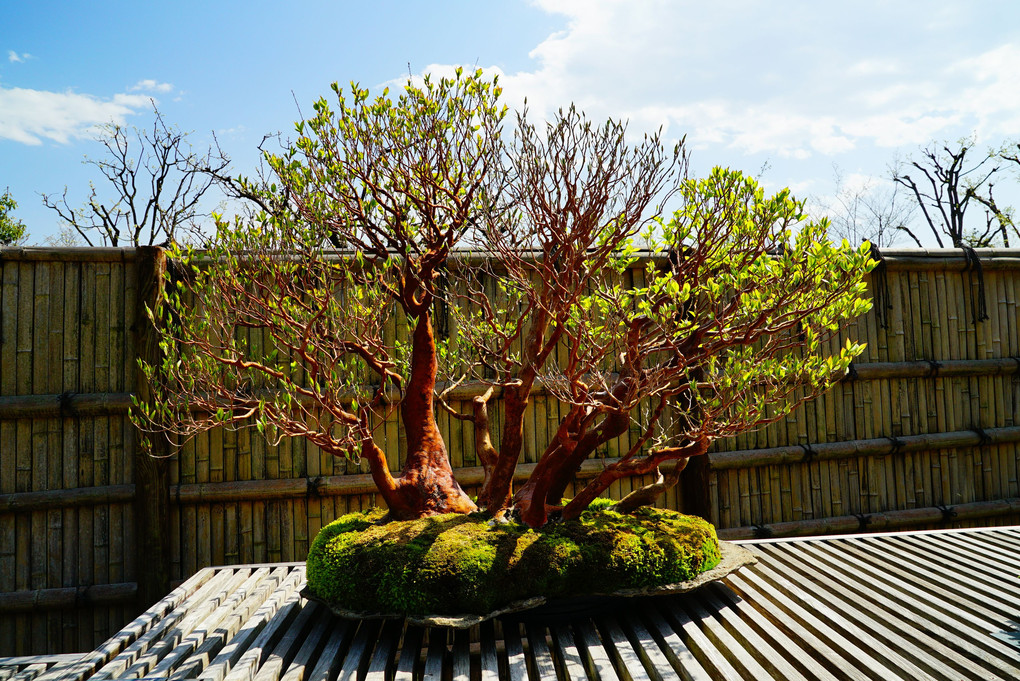 BONSAI