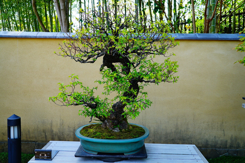 BONSAI