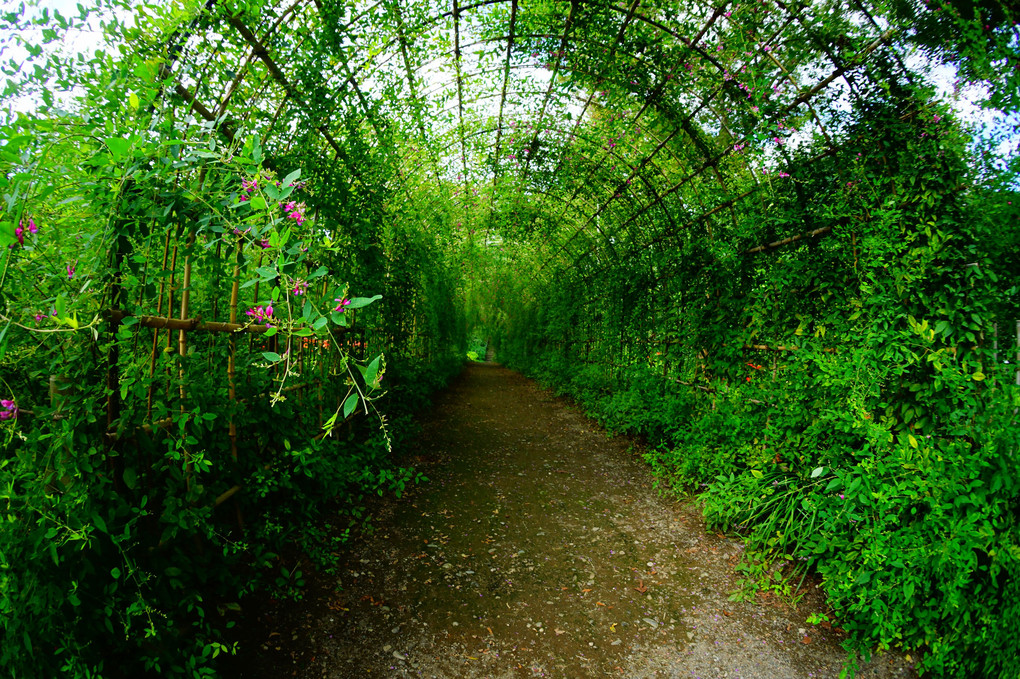 郷土の森　萩のトンネル