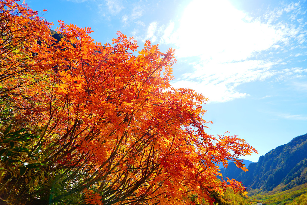 槍ヶ岳　　槍沢の紅葉