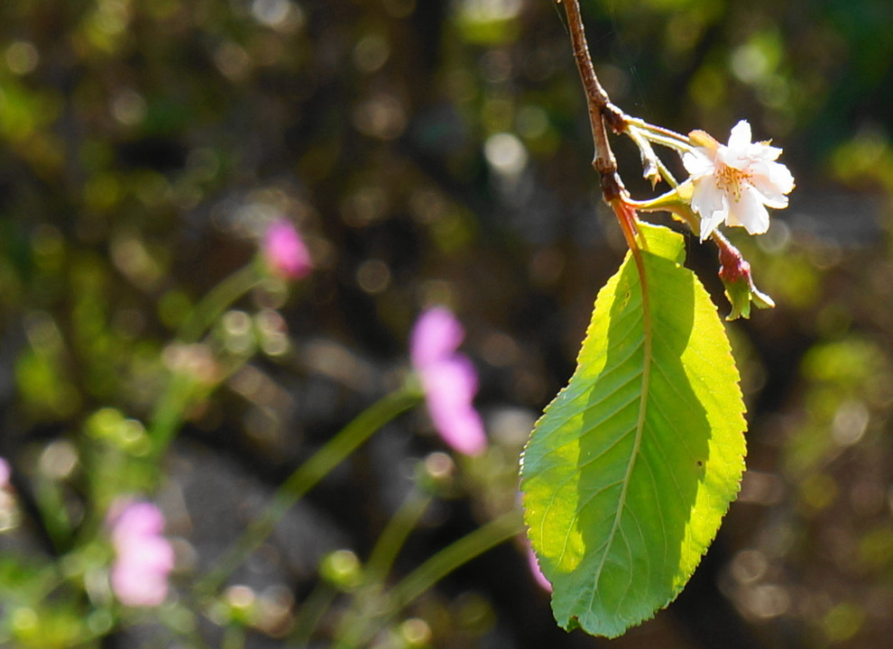 狂い咲き　in my garden