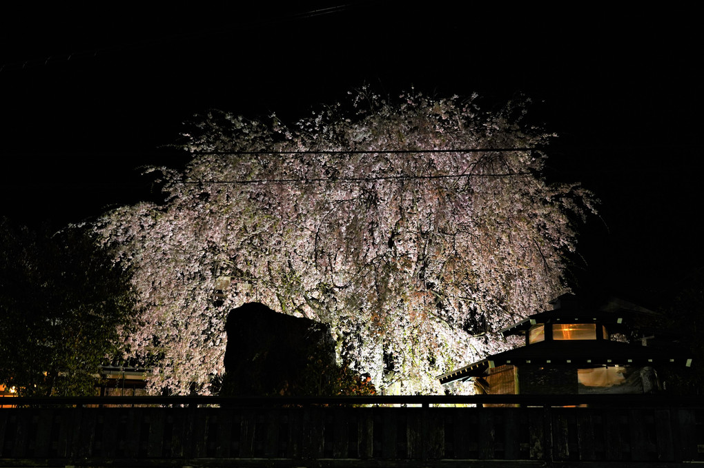 枝垂れ桜ライトアップ