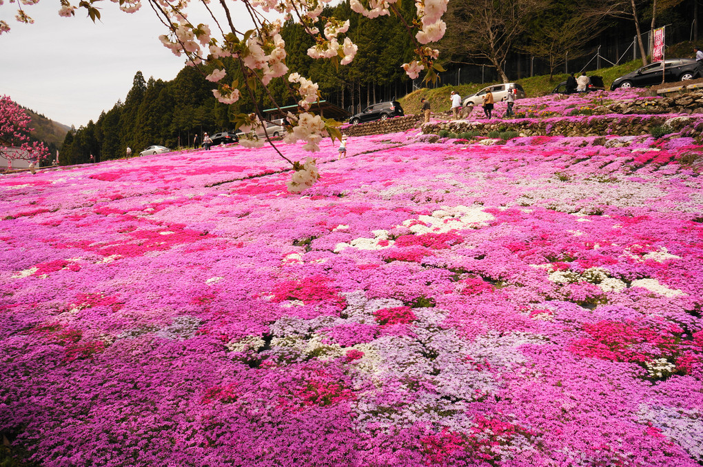 芝桜の絨毯