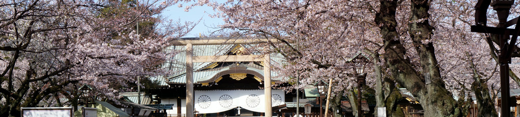 靖国神社と桜