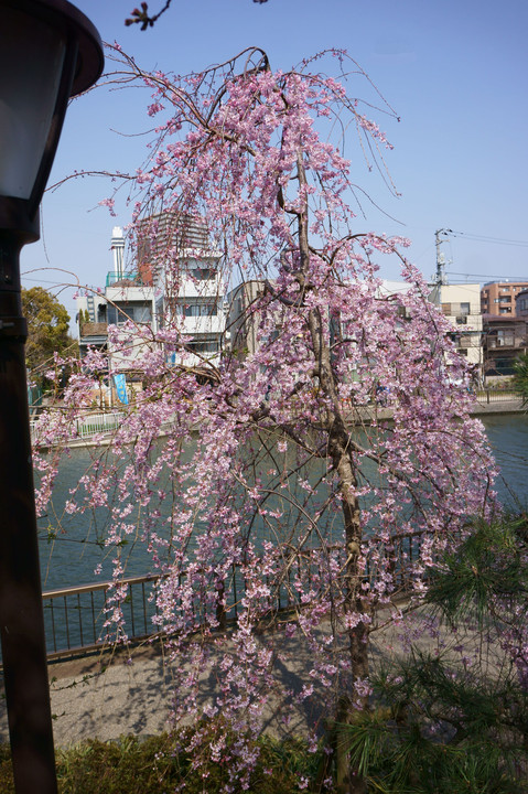 枝垂桜