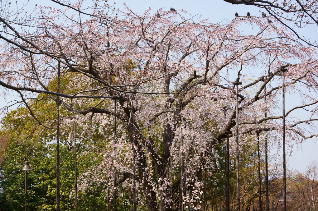 枝垂桜