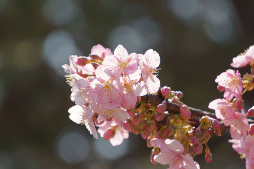 河津桜＠葛西臨海公園