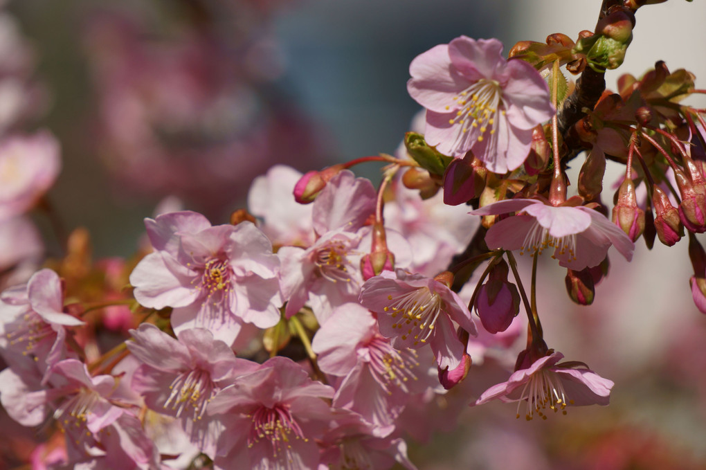 河津桜＠葛西臨海公園