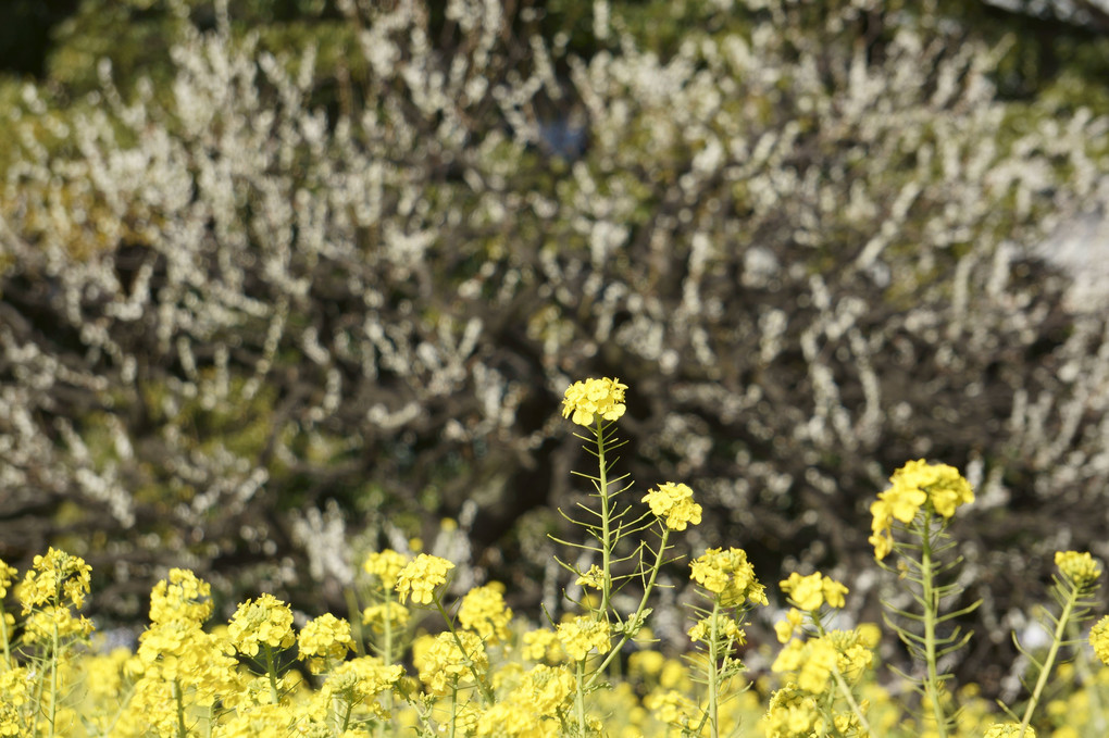 菜の花＠浜離宮恩賜庭園