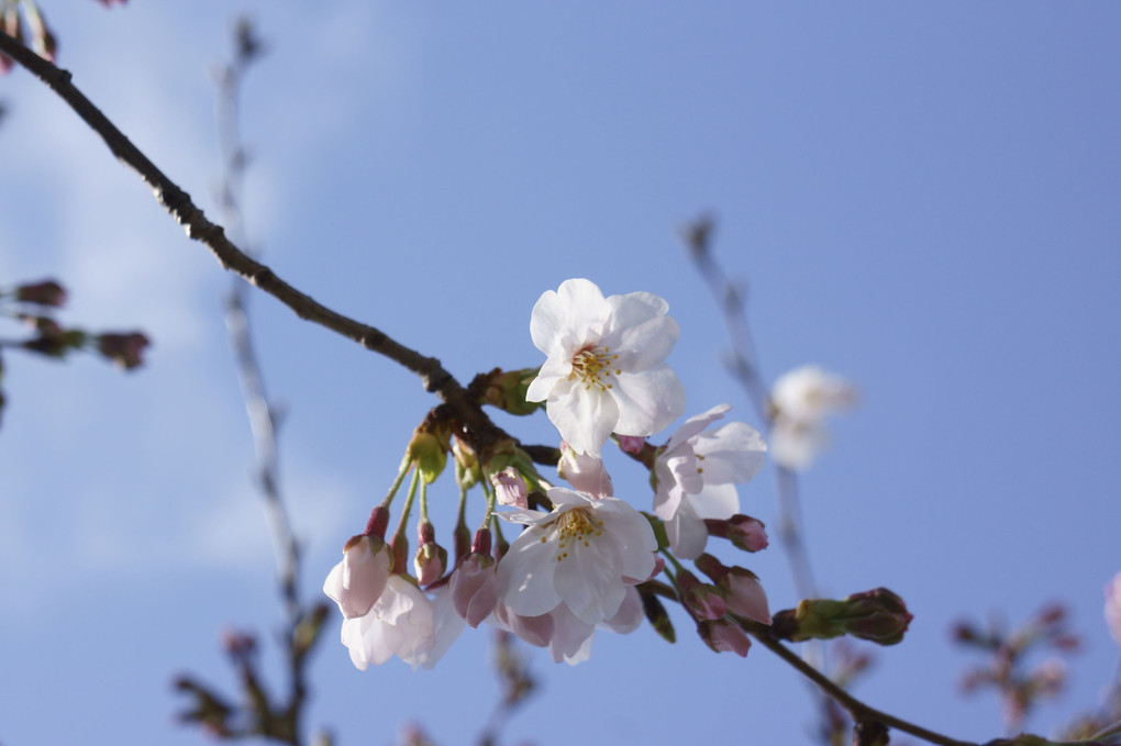 それでも君は美しく咲くんだね