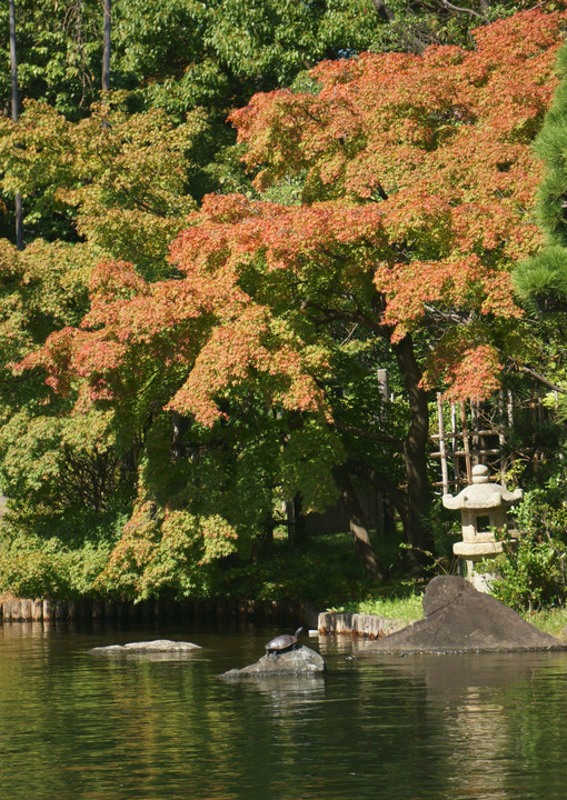 紅葉始めました！2021