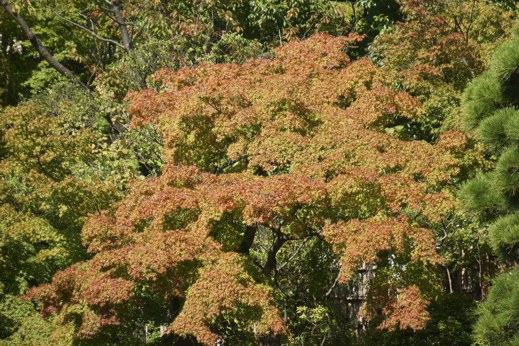 紅葉始めました！2021