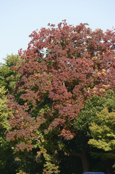 早生紅葉狩り